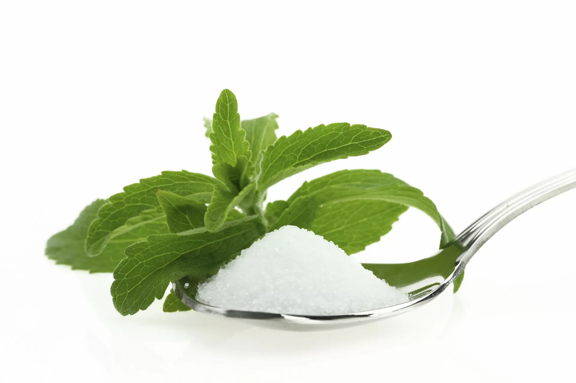 The Top 3 Factory Supplies Stevia Extract Powder With 400X Sweetness