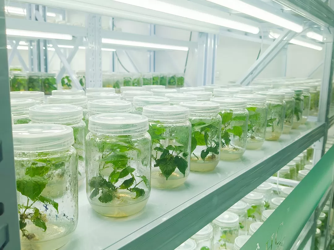 Product Information Sheet: Monk Fruit Tissue Culture Seedlings