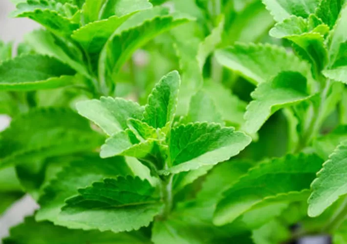 Customized by the manufacturer! Stevia extract, a natural sugar substitute solution provider.