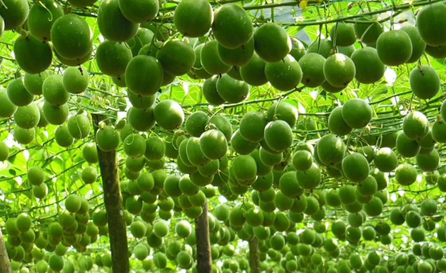 High-Quality Monk Fruit Extract: Sourced from Leading Manufacturers